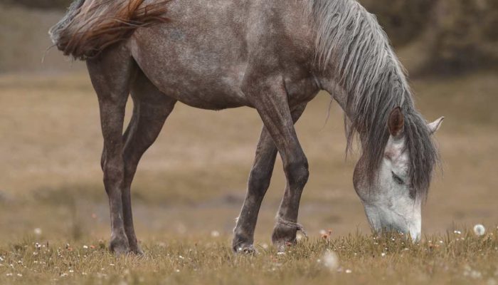 Zonas de descanso para caballos valle de mena